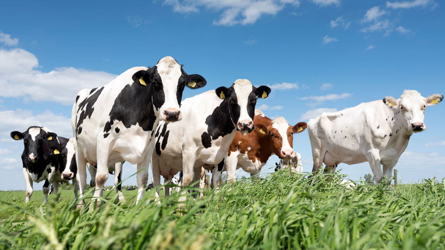 grassy meadow with cows