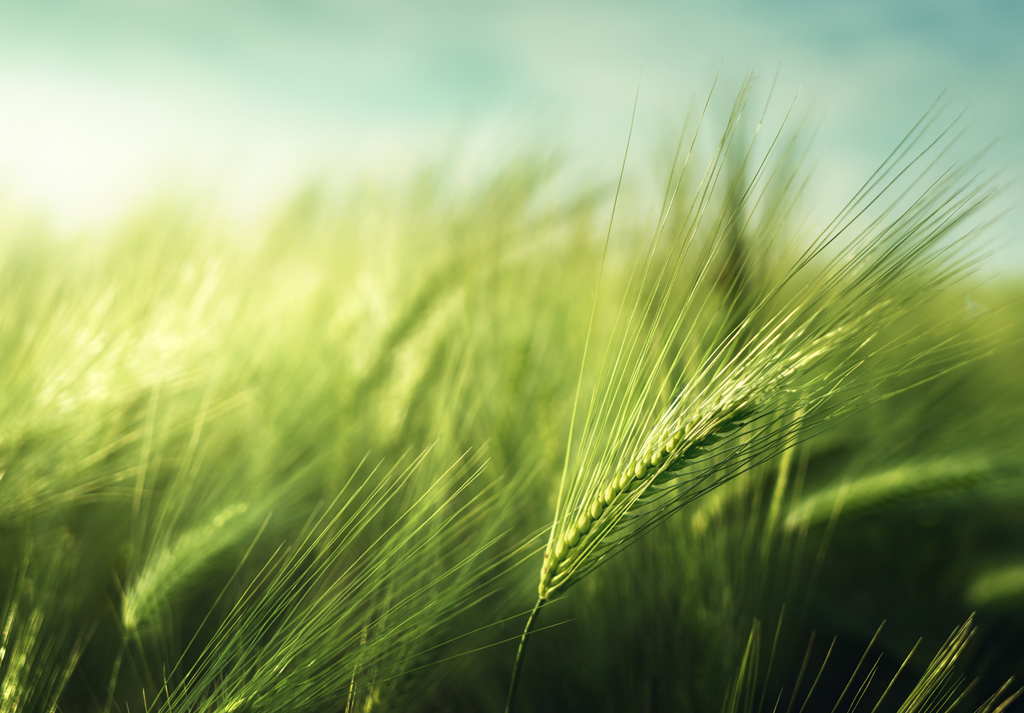 Sustainable wheat field landscape