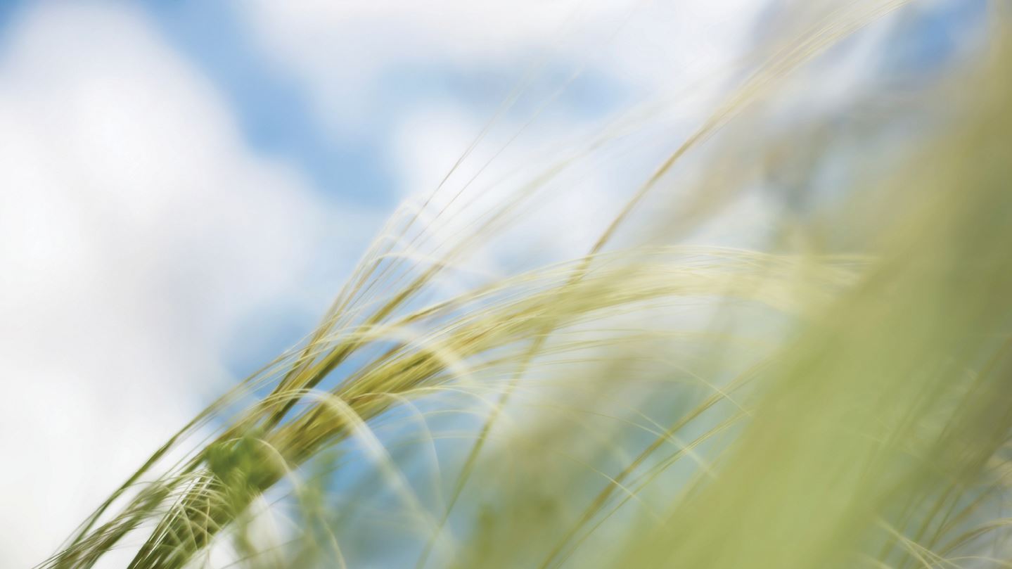 blades of green wild grass in foreground, blue sky and white clouds in background