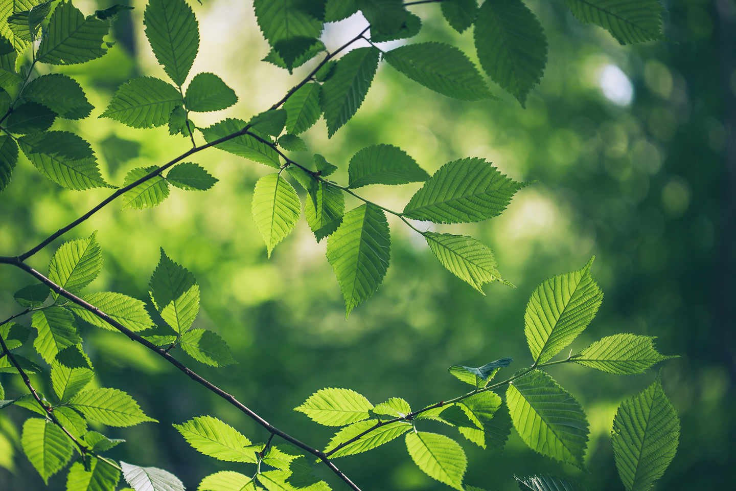 Tree leaves